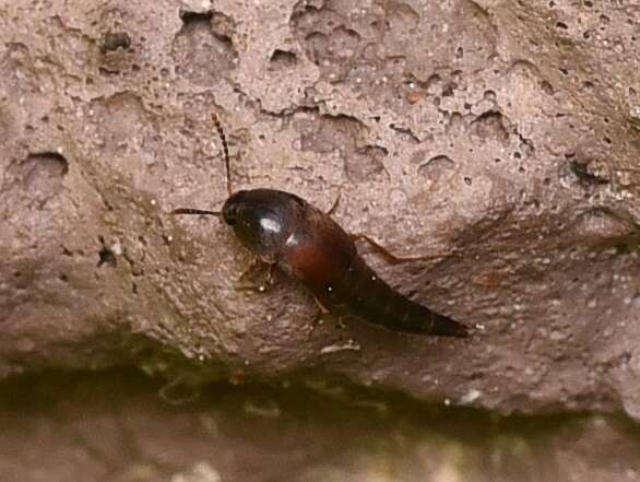 Image of Sepedophilus marshami (Stephens 1832)