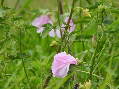 Hibiscus striatus Cav.的圖片