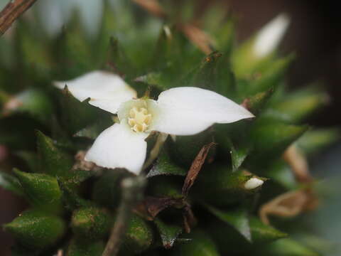 Image of Nidularium burchellii (Baker) Mez