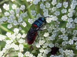 Image of <i>Chrysis scutellaris</i>