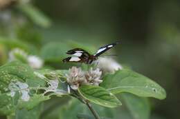 Image of Irenia Metalmark