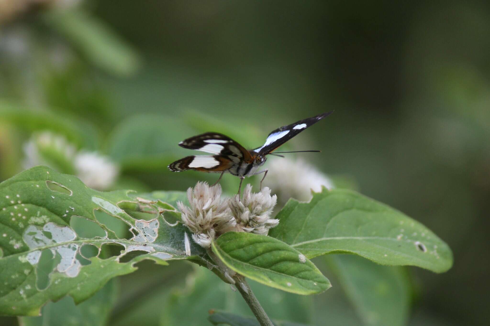 Image of Irenia Metalmark