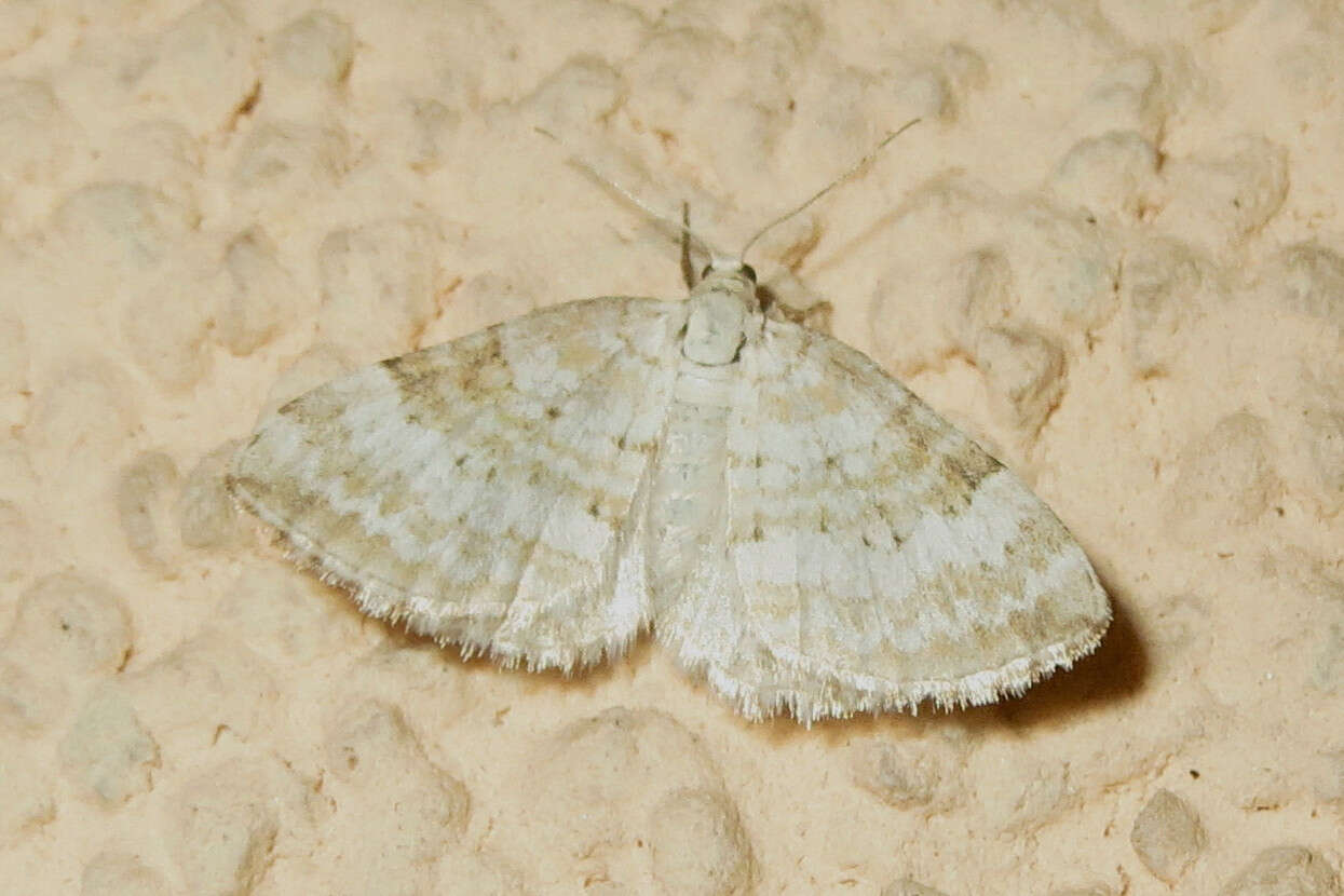 Image of Mesotype verberata