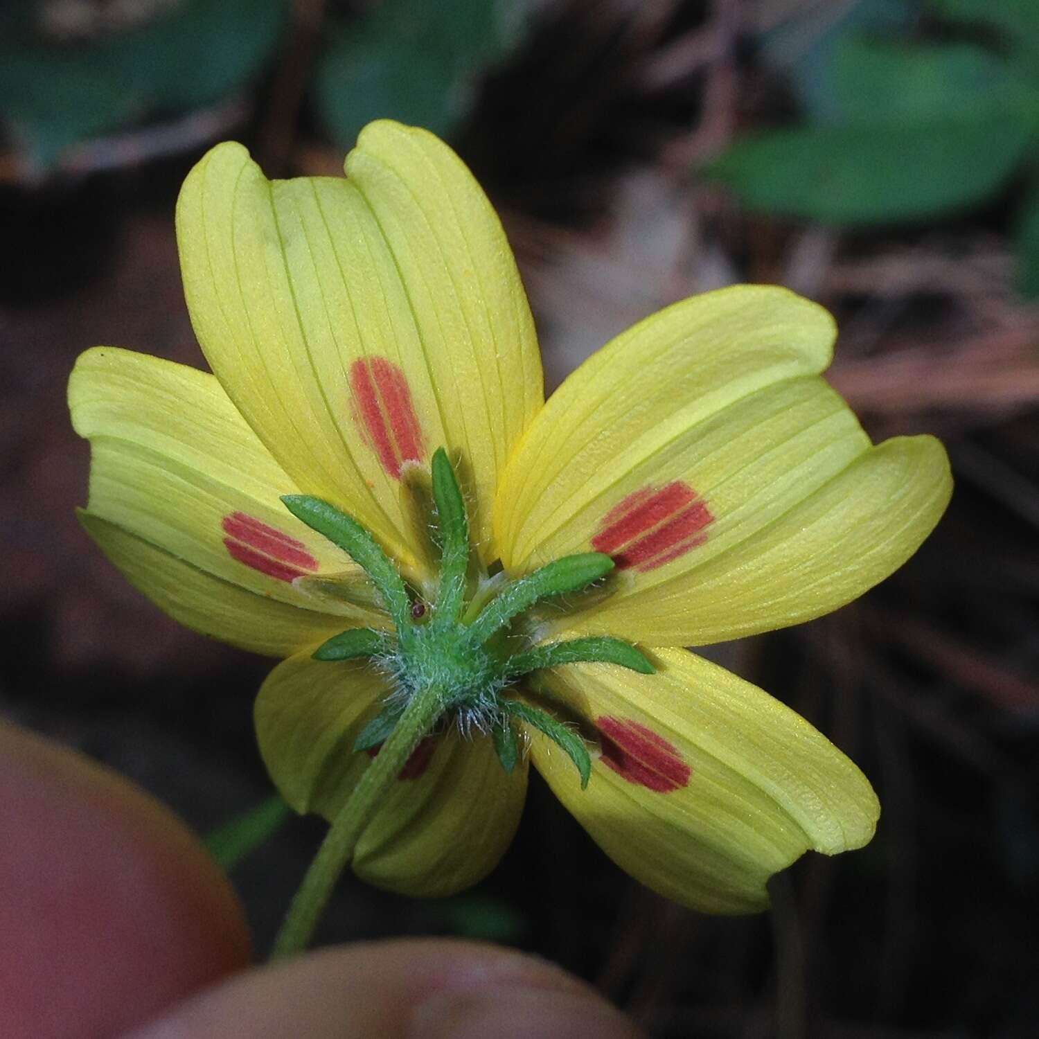 Imagem de Bidens ocellatus (Greenm.) T. E. Melchert