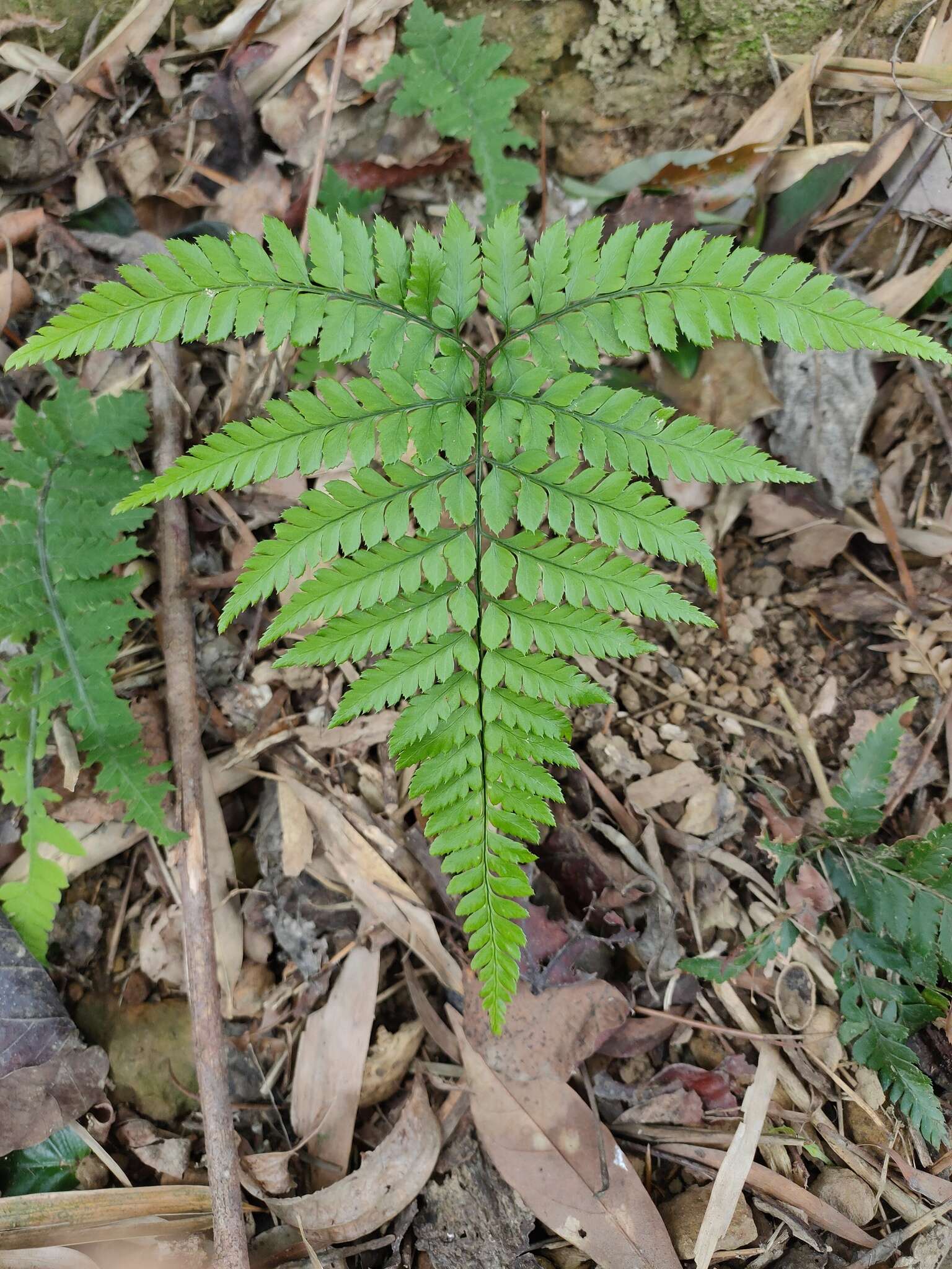 Image de Arachniodes pseudoaristata (Tag.) Ohwi