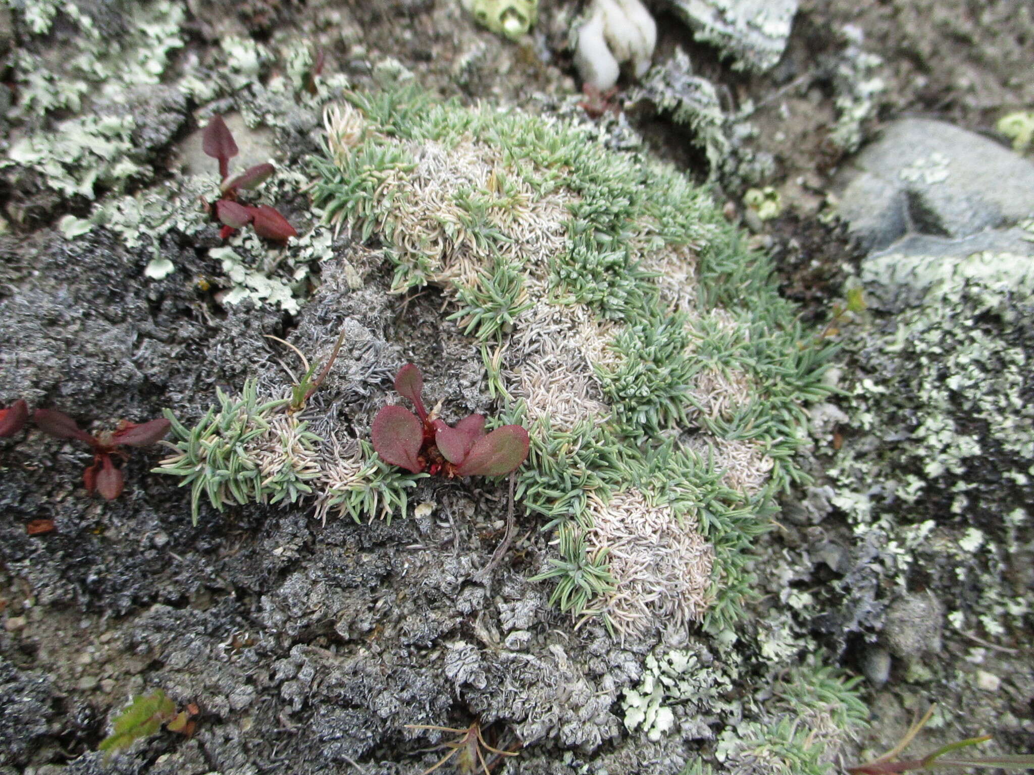 Imagem de Agrostis muscosa Kirk