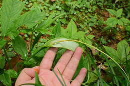 Image of Pinellia pedatisecta Schott