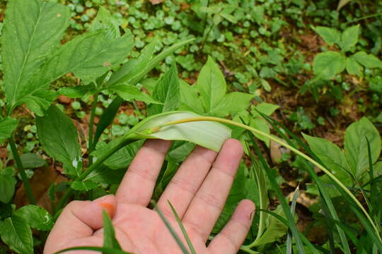 Image of Pinellia pedatisecta Schott