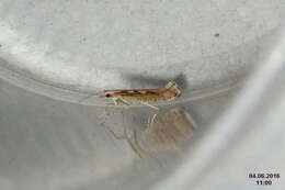 صورة Plutella xylostella Linnaeus 1767