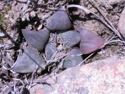 Слика од Haworthia magnifica var. atrofusca (G. G. Sm.) M. B. Bayer