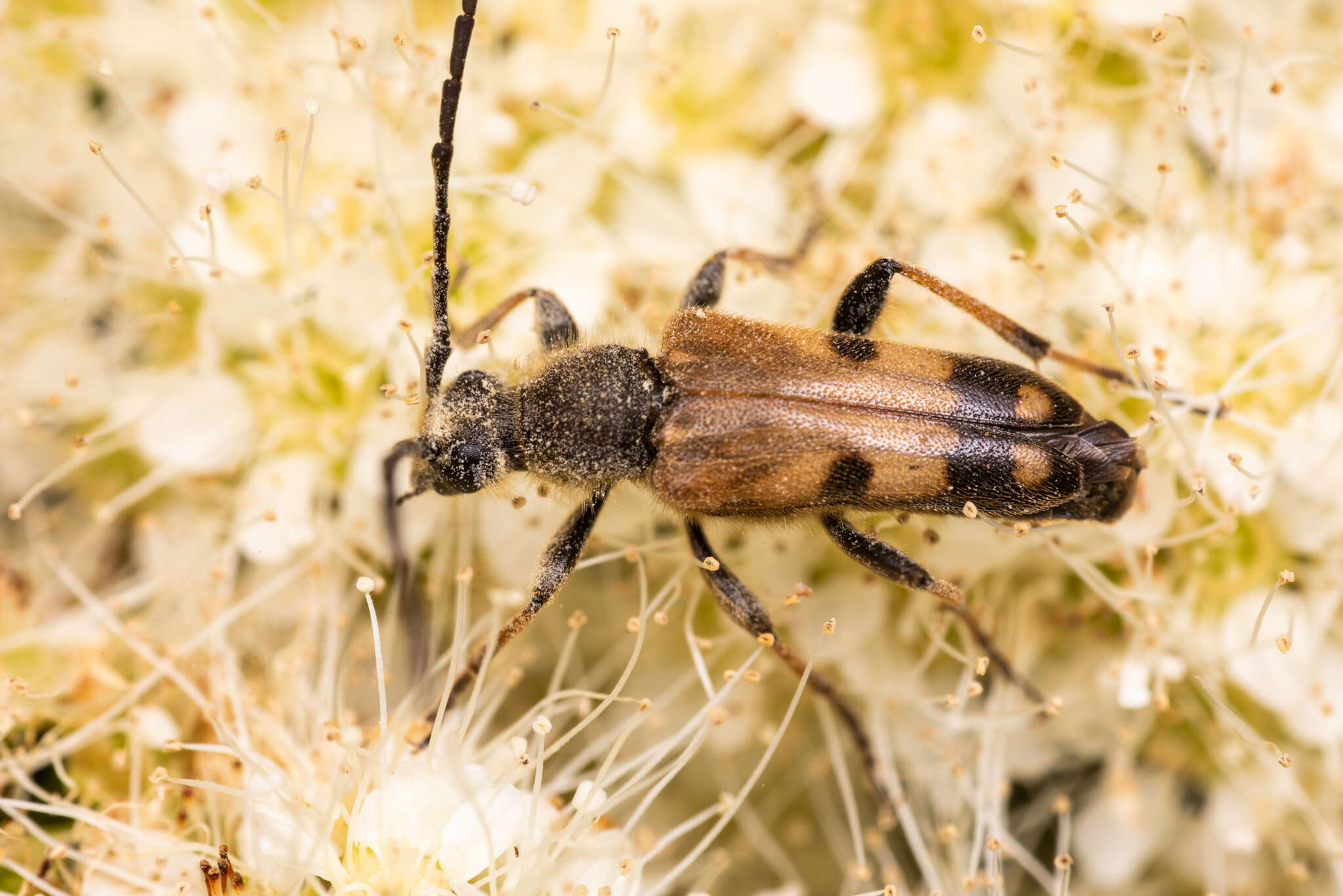 Image of Xestoleptura tibialis (Le Conte 1850)