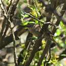 Image of African Scrub-Warbler
