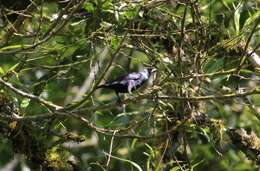 Image of Short-tailed Starling