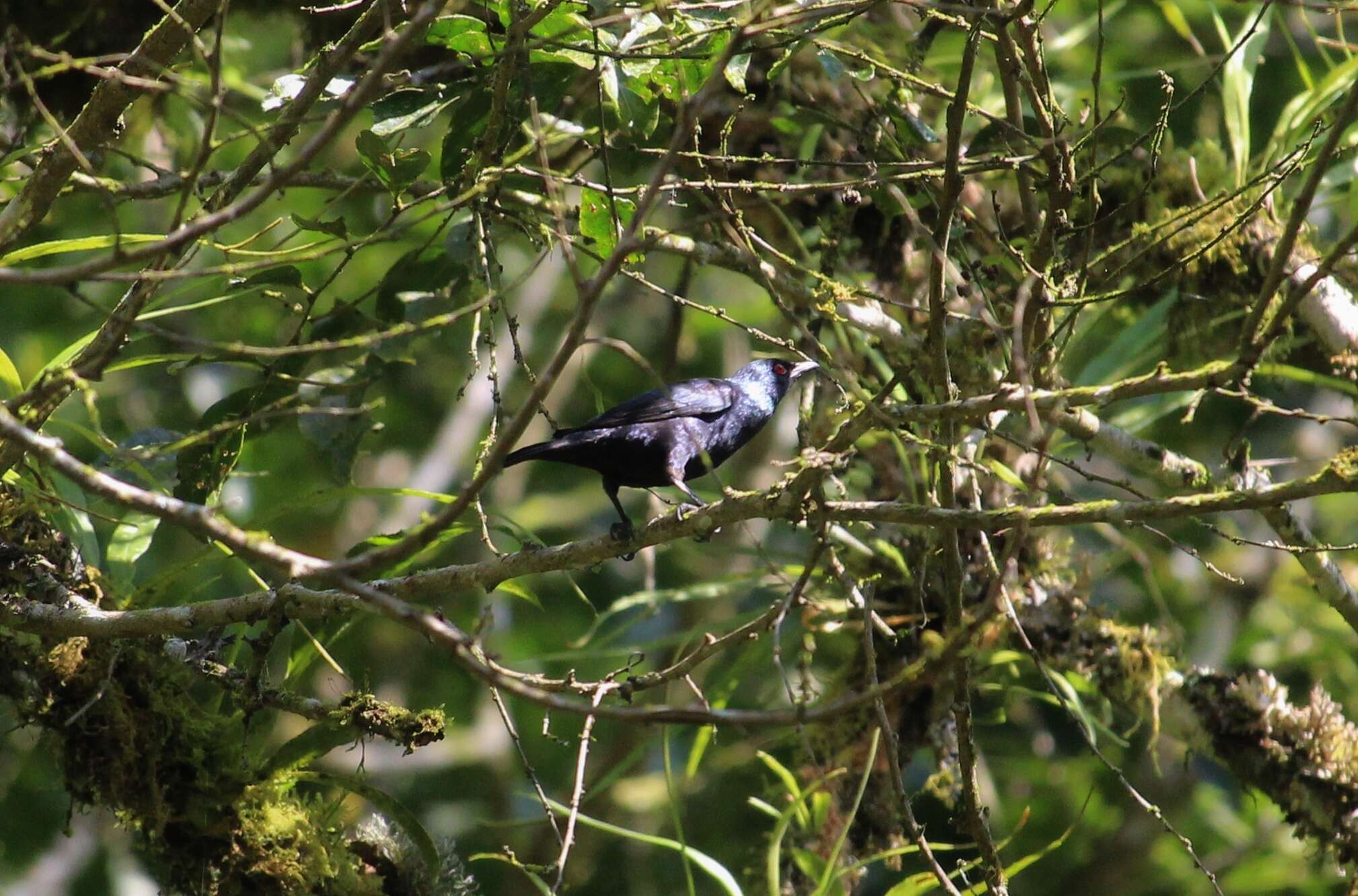 Image of Short-tailed Starling