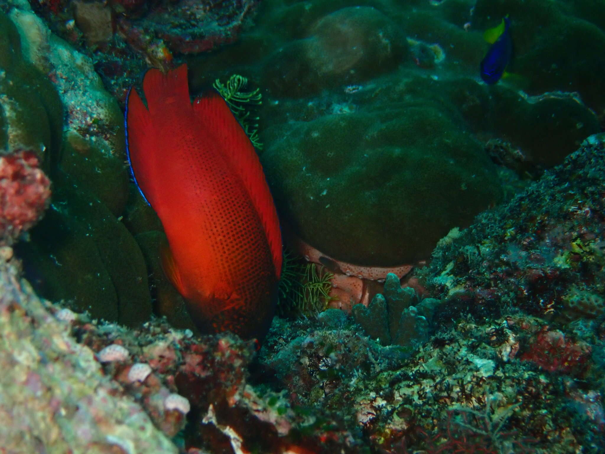 Image of Darkstriped dottyback