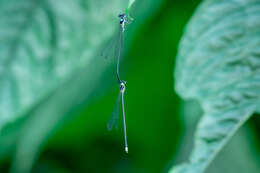 Imagem de Coeliccia bimaculata Laidlaw 1914