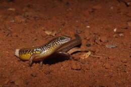 Image of White-spotted Supple Skink