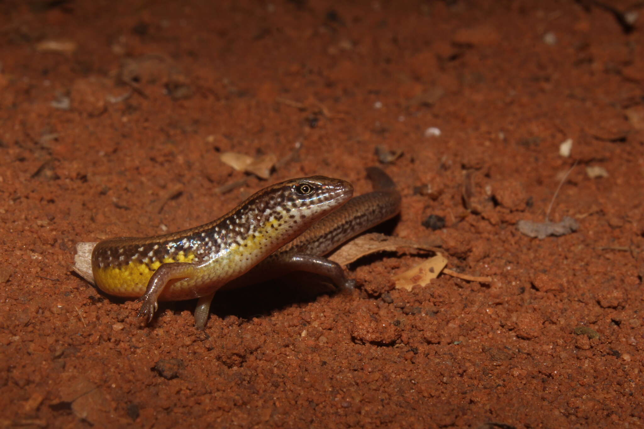 Image de Lygosoma albopunctatum (Gray 1846)