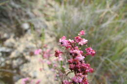 Image of Erica guthriei Bolus