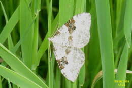 Image of silver-ground carpet