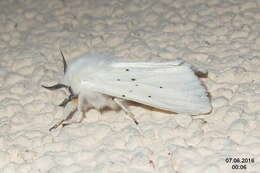 Image of white ermine