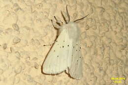 Image of white ermine