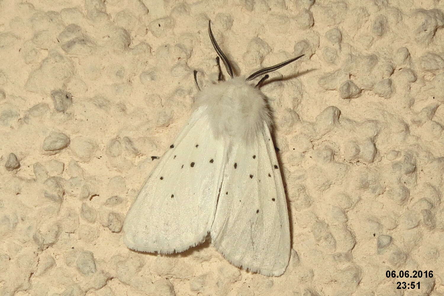 Image of white ermine