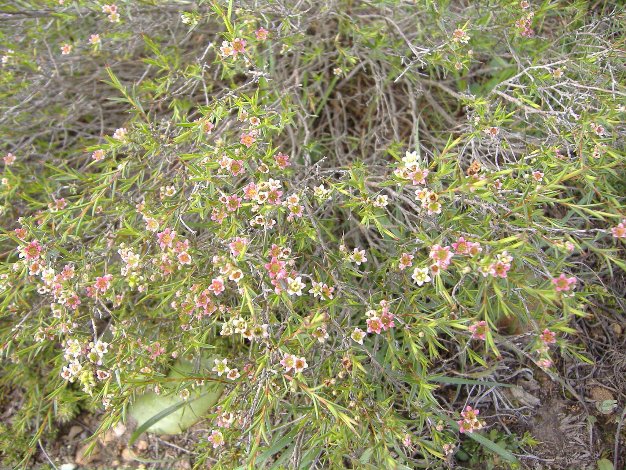 Image of Diosma fallax I. Williams