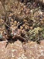 Image of San Bernardino Mountains liveforever