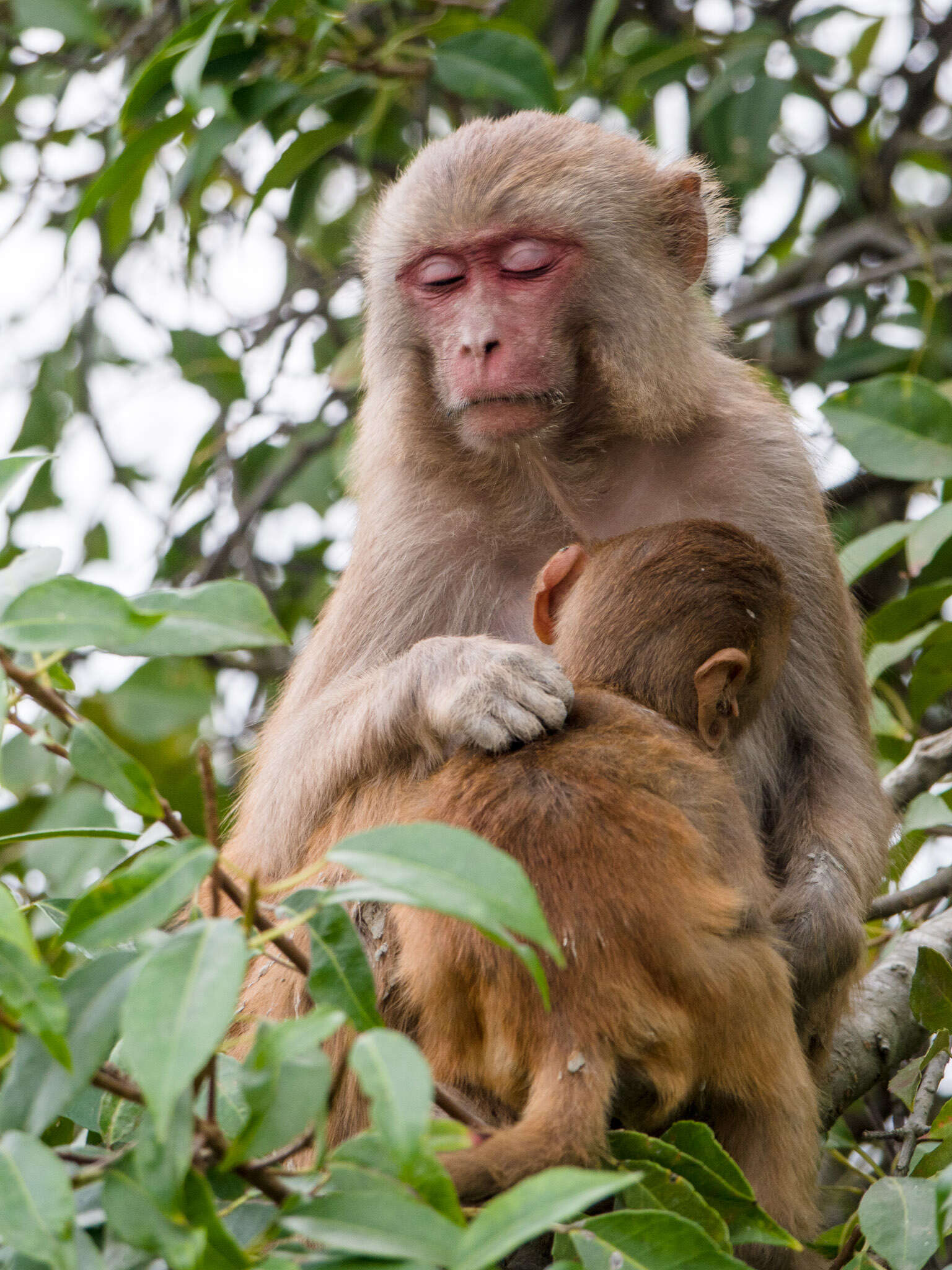 Image of Rhesus Monkey