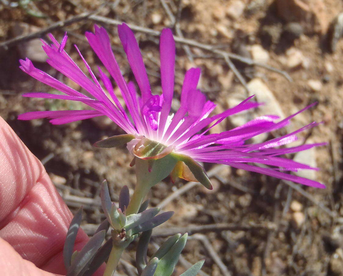 Image of Lampranthus affinis L. Bol.