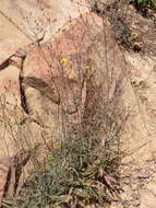 Image of southern hawkweed