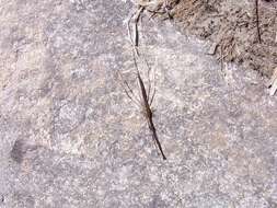 Image of Brown Waterscorpion