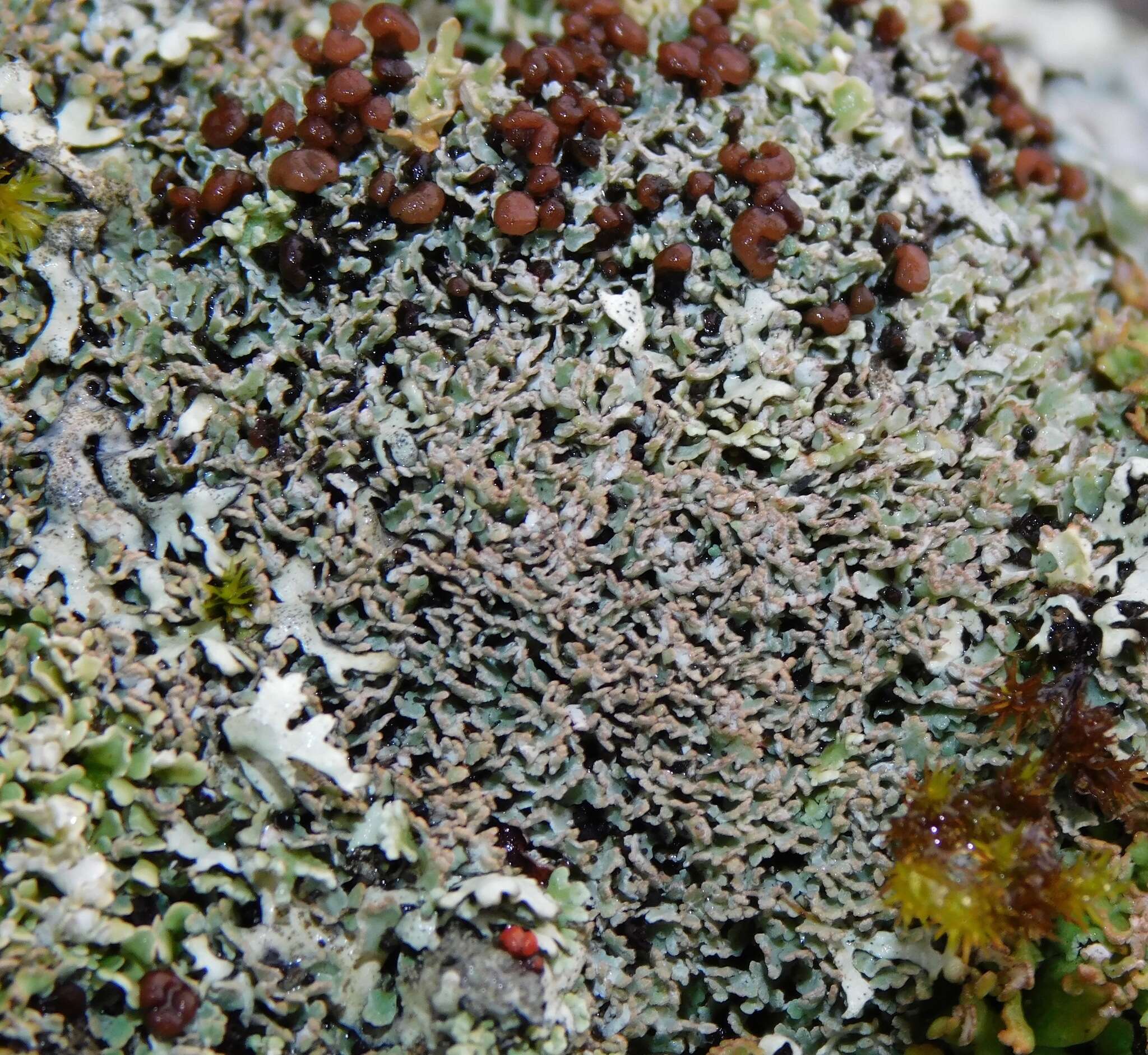 صورة Cladonia stipitata Lendemer & B. P. Hodk.