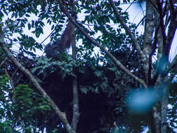 Image of Ponginae