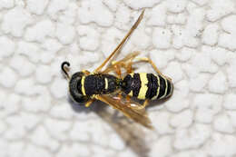 Philanthus ventilabris Fabricius 1798的圖片