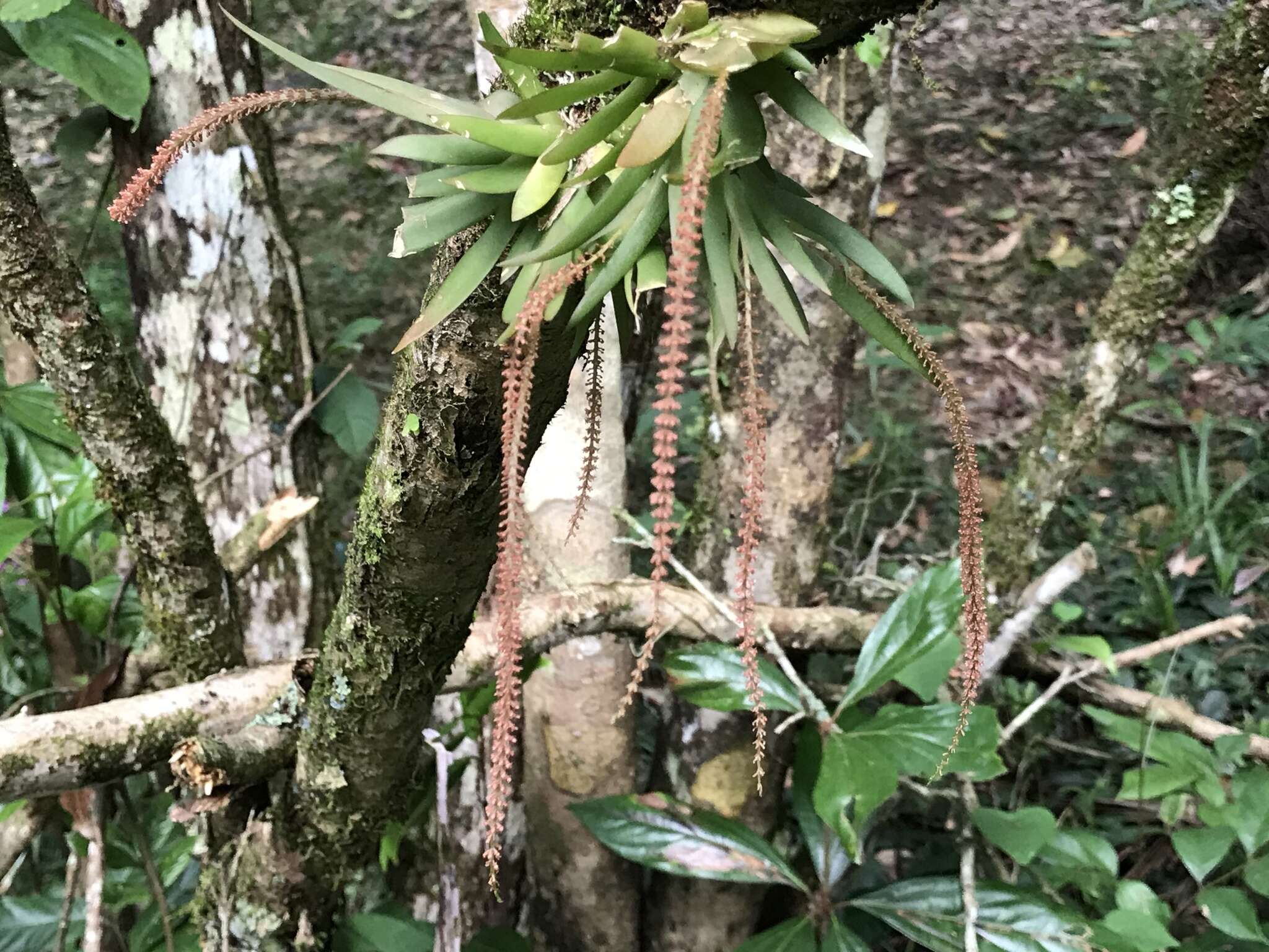 Image of Soldier's crest orchid