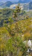 Image of Leucadendron uliginosum subsp. glabratum I. J. M Williams