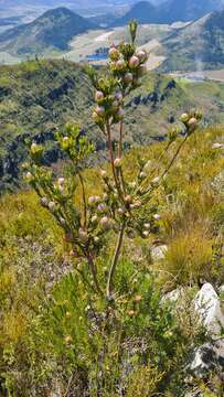 Image of Leucadendron uliginosum subsp. glabratum I. J. M Williams