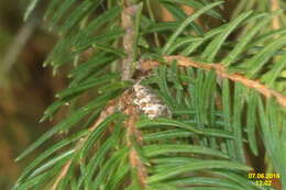 Image of Common Spruce Bell