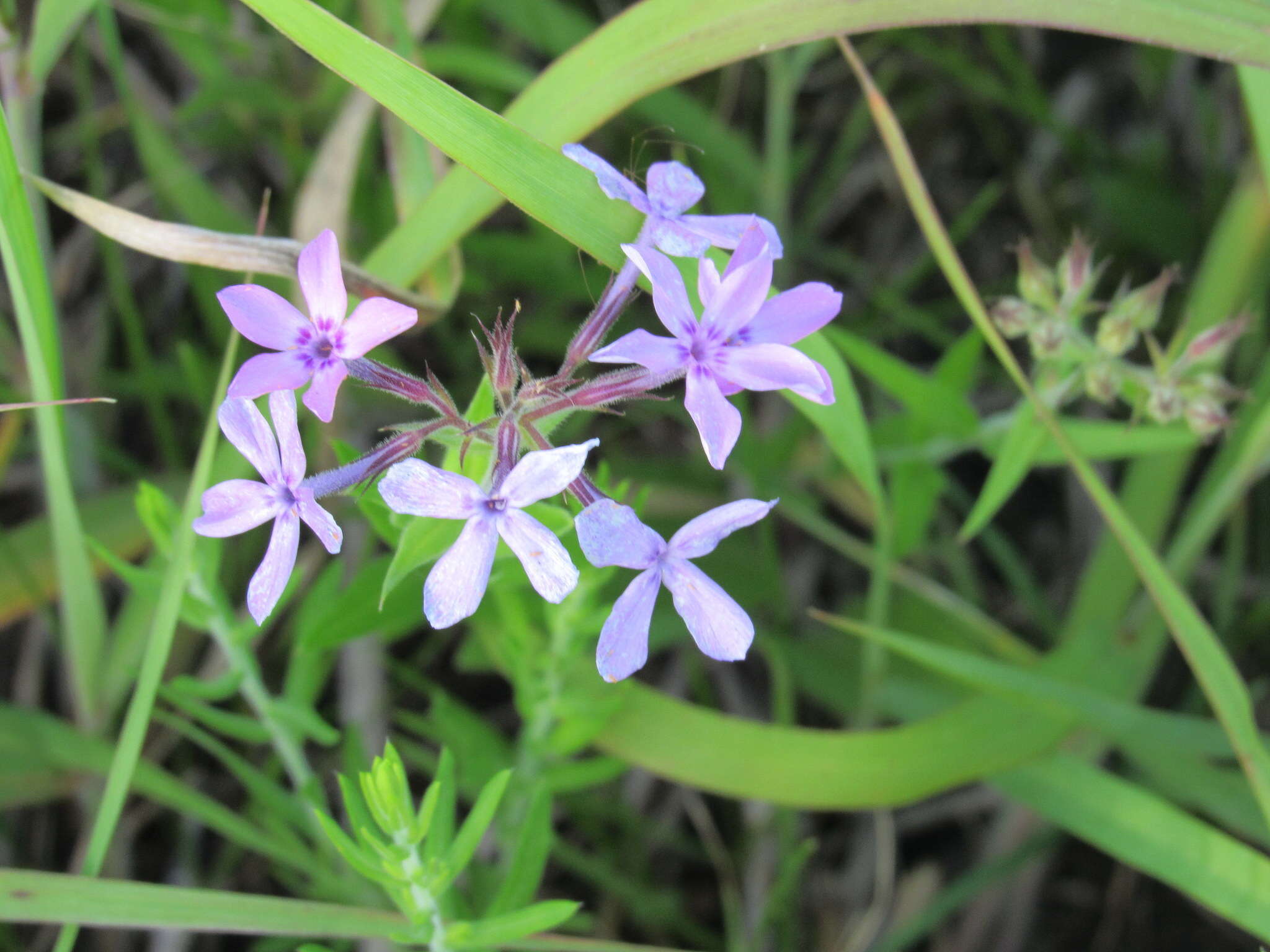 Sivun Phlox pilosa subsp. pilosa kuva