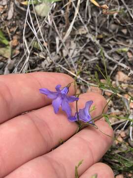 Image of basin bellflower