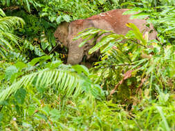 Image of Borneo elephant