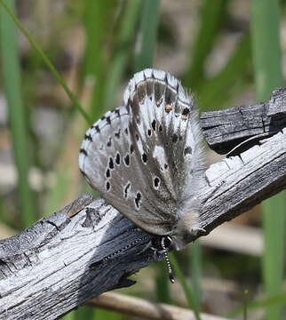 Image of Arrowhead Blue