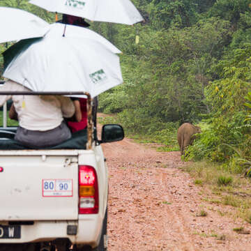 Image of Borneo elephant