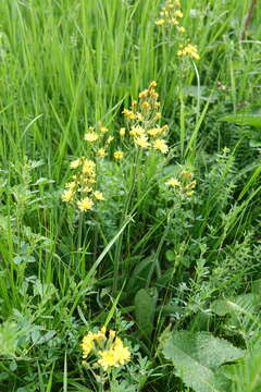 Image of Crepis praemorsa (L.) Tausch