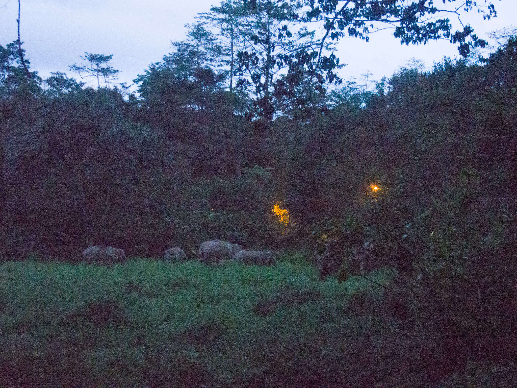 Image of Borneo elephant