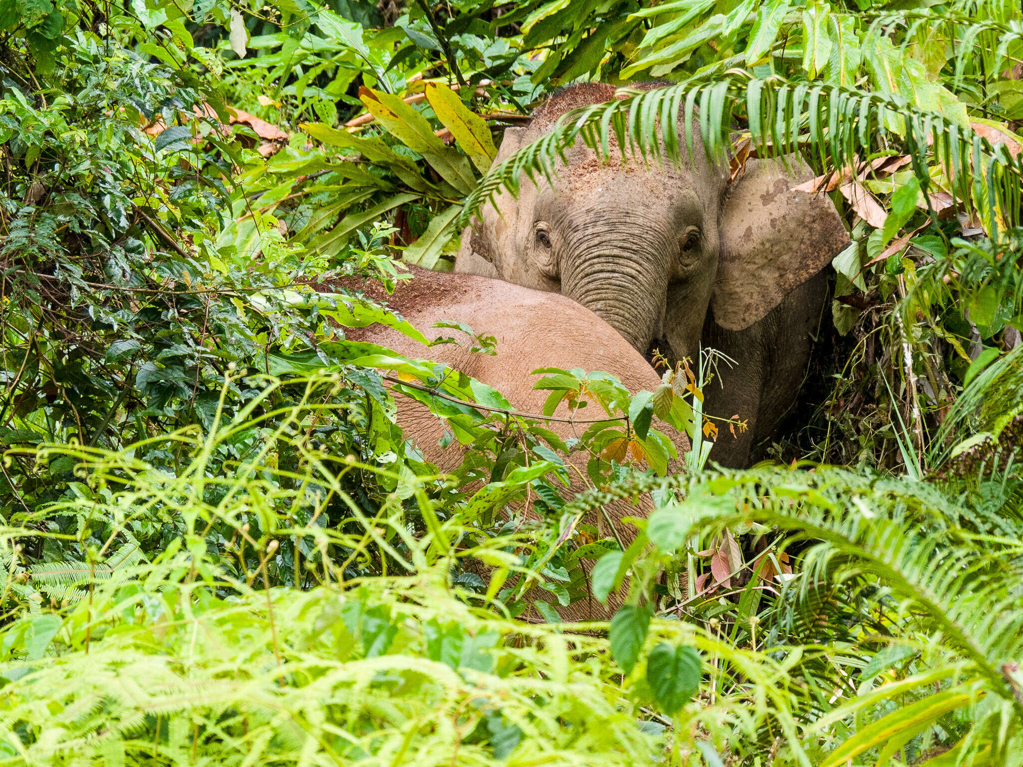 Image of Borneo elephant