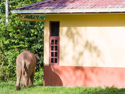 Image of Borneo elephant