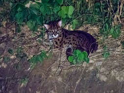 Image of Leopard Cat